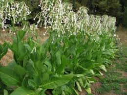 Argentinean Sylvestris Tobacco Plant